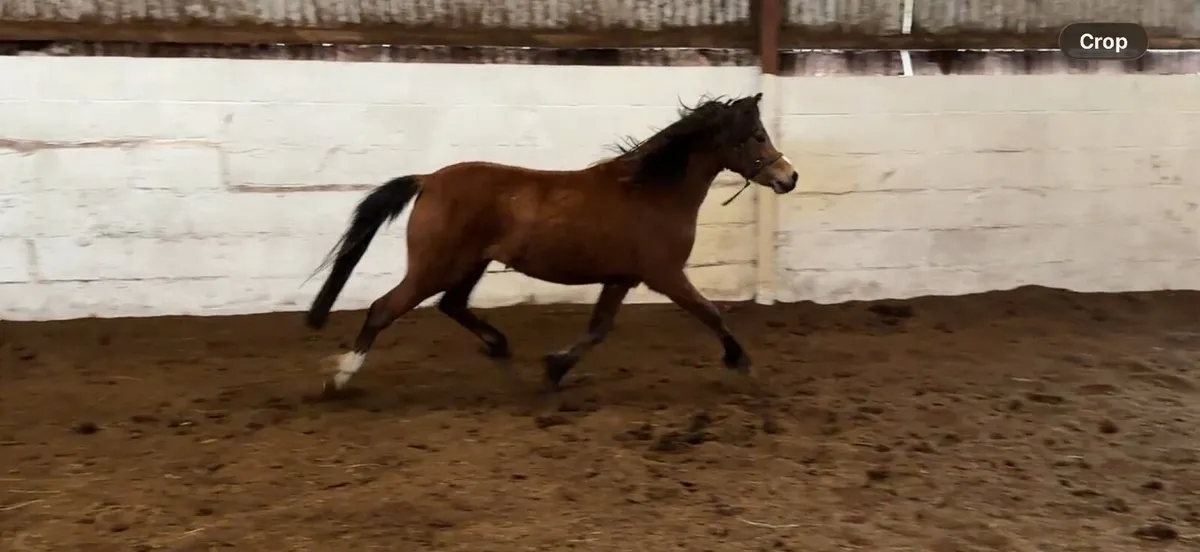 Welsh Section A Pony - Image 4