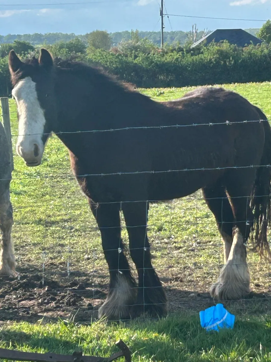 2.5 year old gelding - Image 1