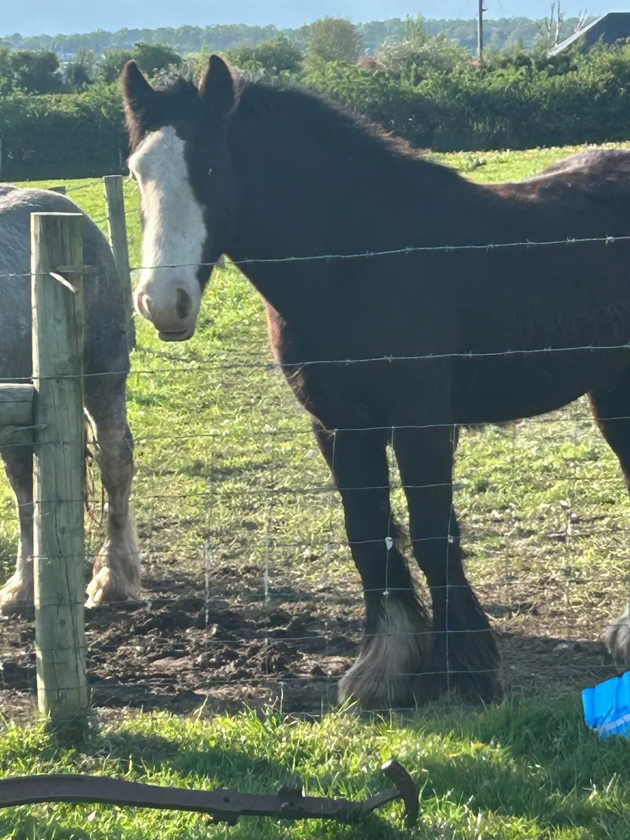 2.5 year old gelding - Image 2