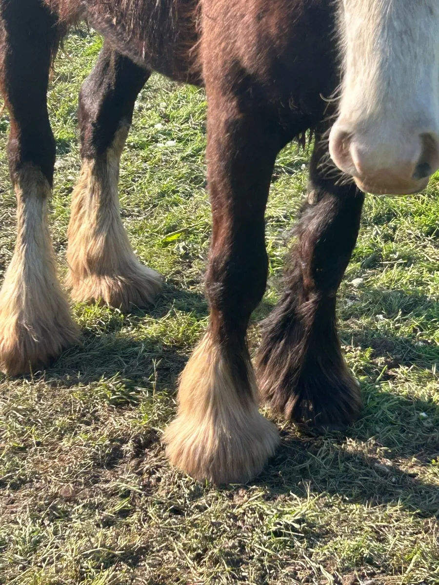2.5 year old gelding - Image 3
