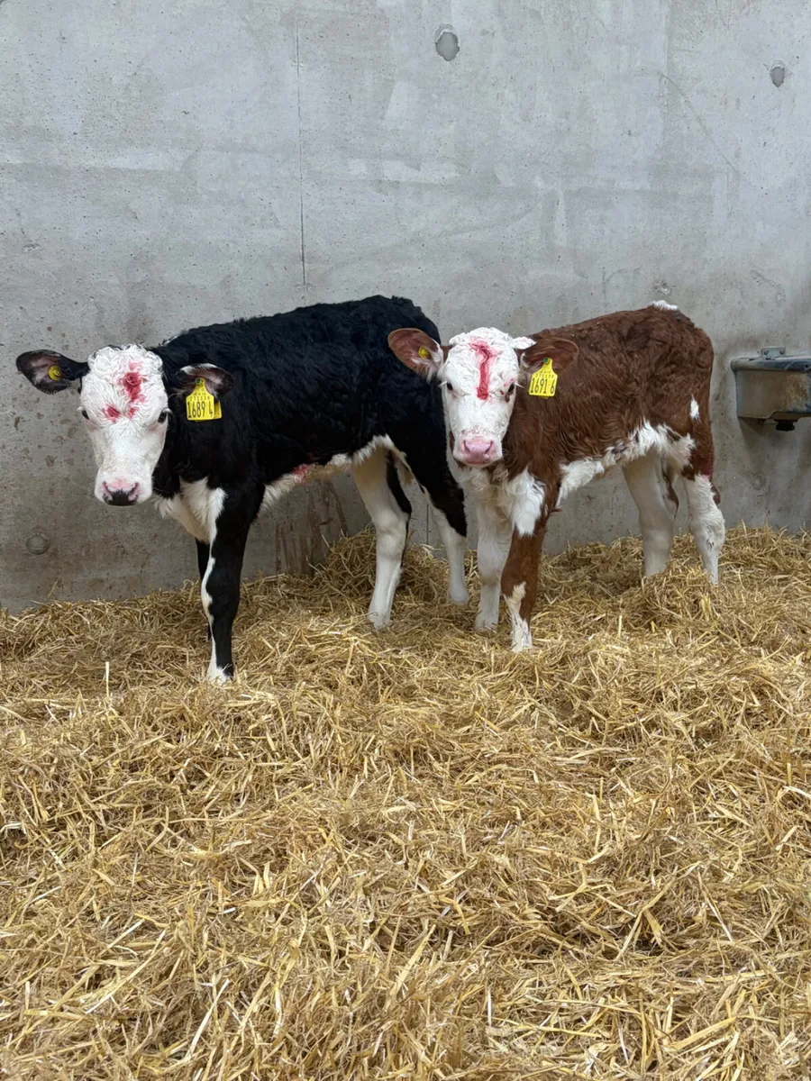 6 Hereford Heifer Calves - Image 1
