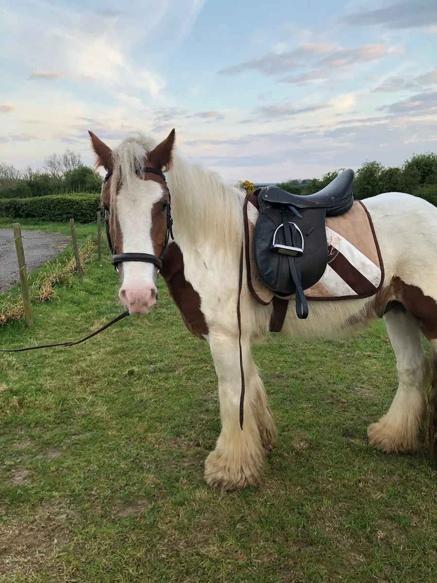 Red White Gelding - Image 1