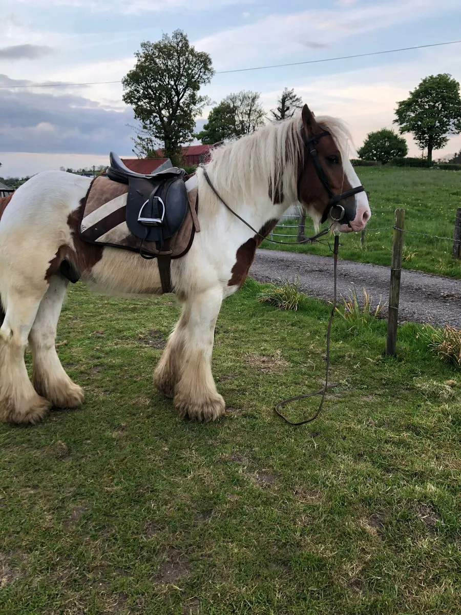 Red White Gelding - Image 2