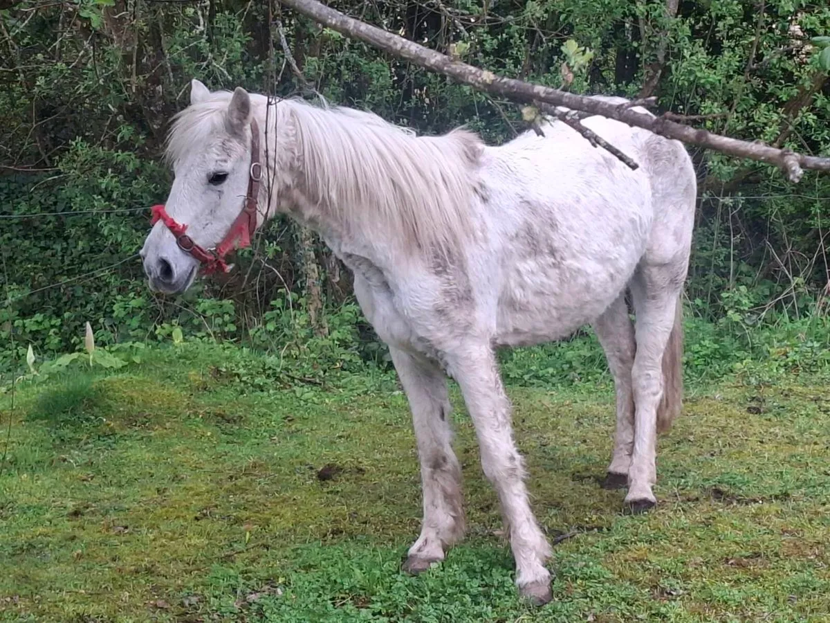 Connemara pony - Image 1