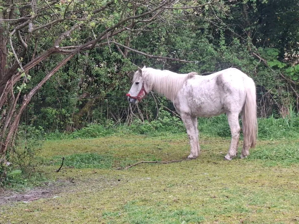 Connemara pony - Image 2