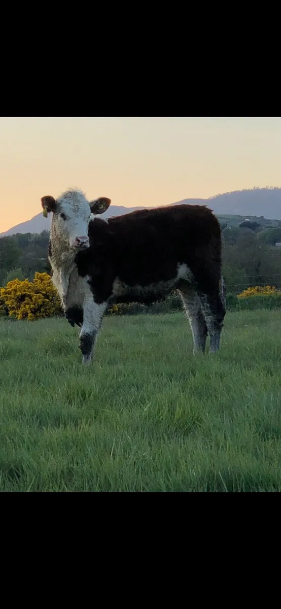 Two great value Hereford heifers - Image 1