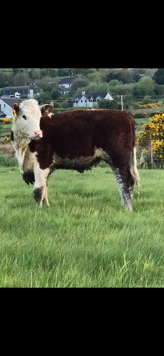 Two great value Hereford heifers - Image 3