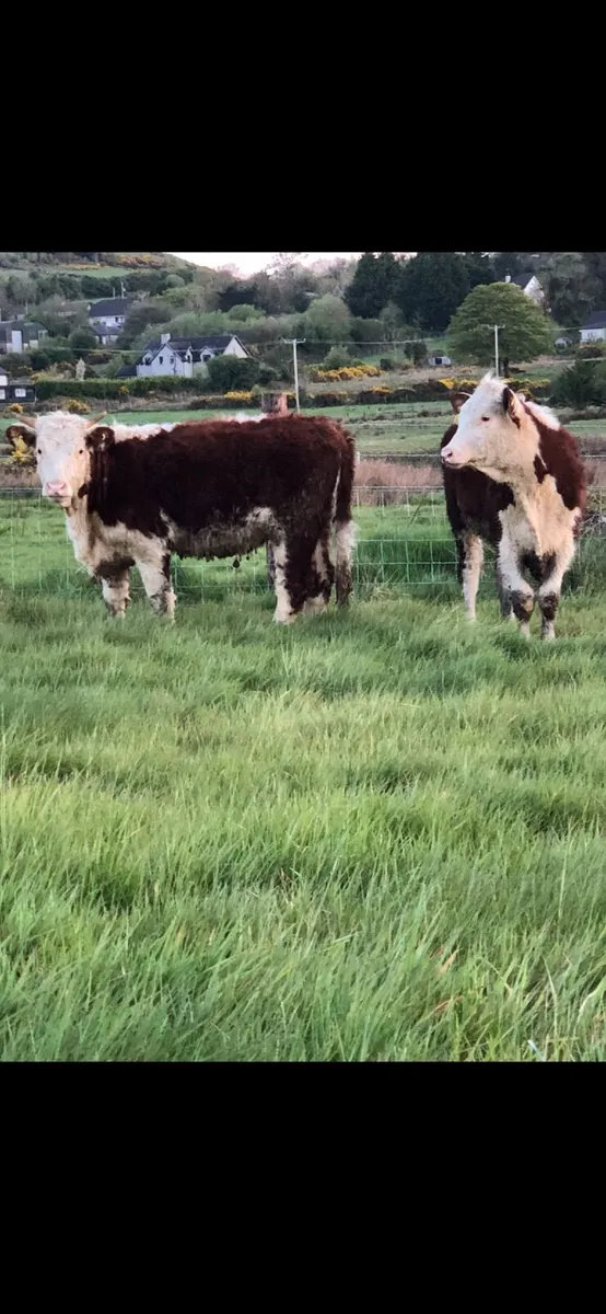 Two great value Hereford heifers - Image 2