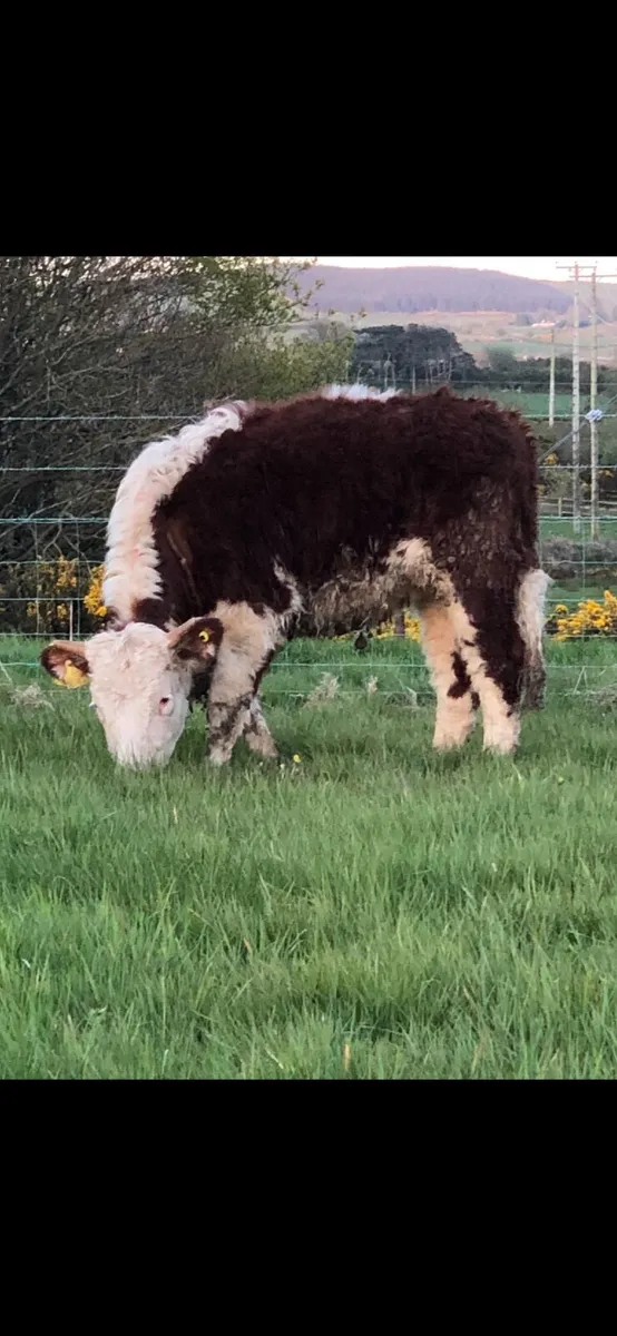 Two great value Hereford heifers - Image 4