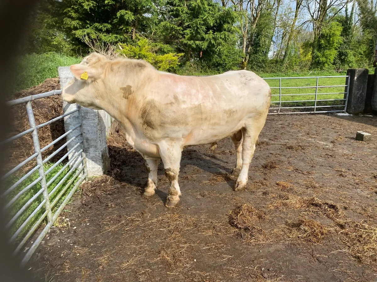 PBR Charolais Bull - Image 1