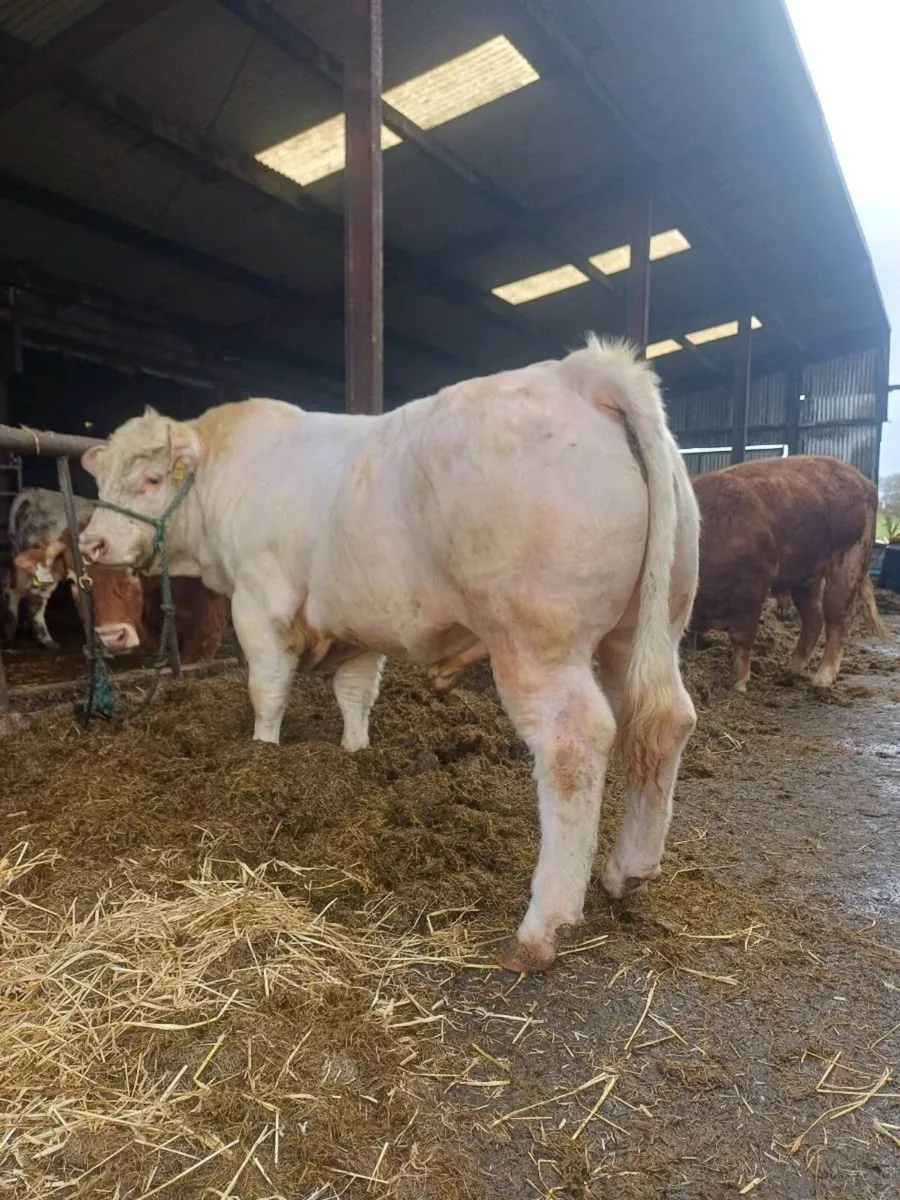 Charolais bull for sale - Image 1