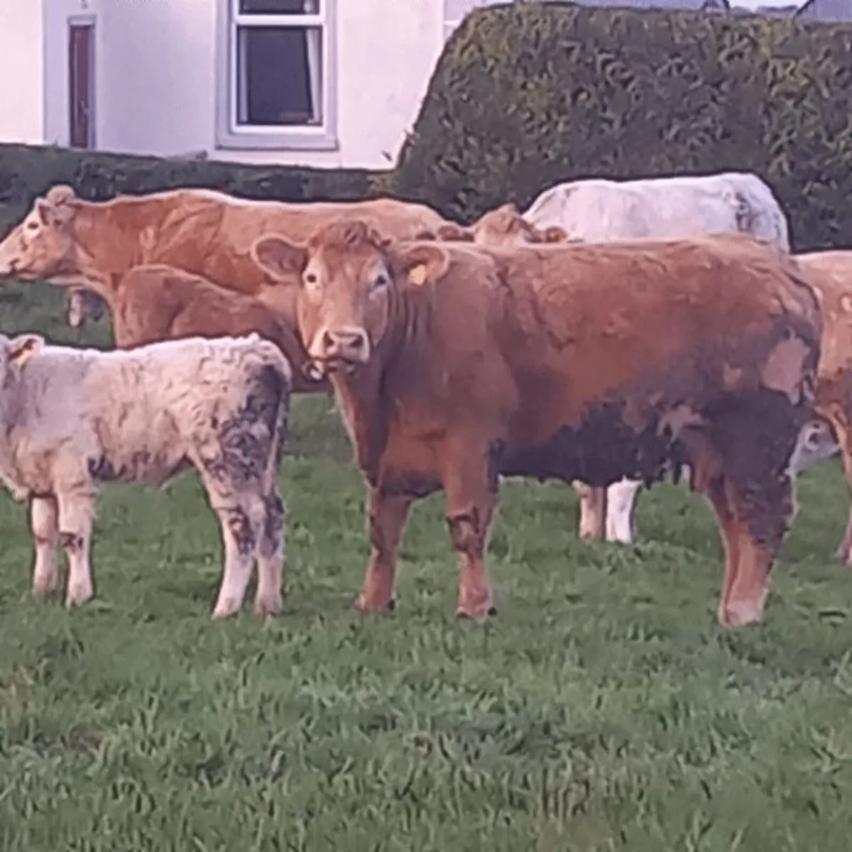 Cows and calves - Image 1
