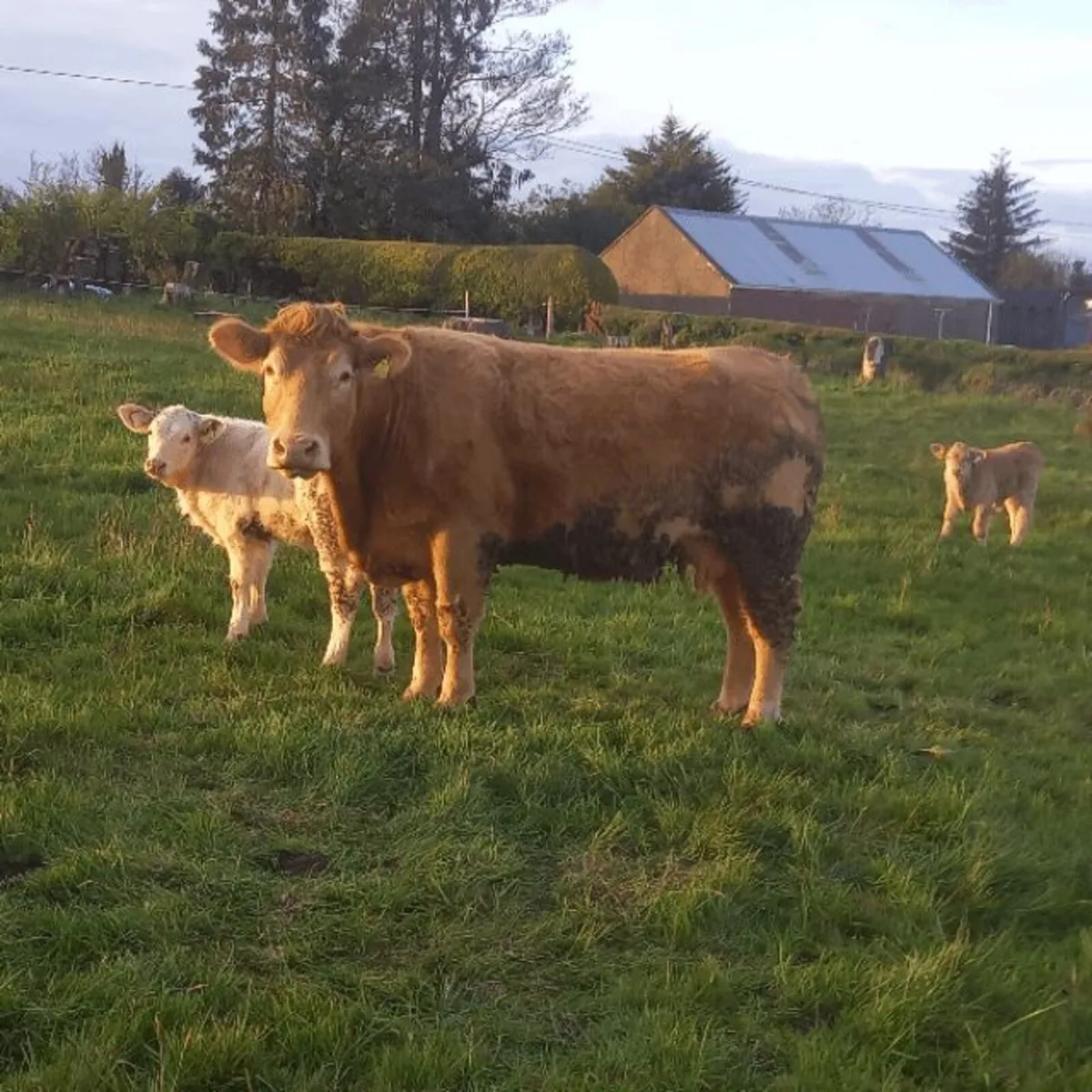 Cows and calves - Image 2