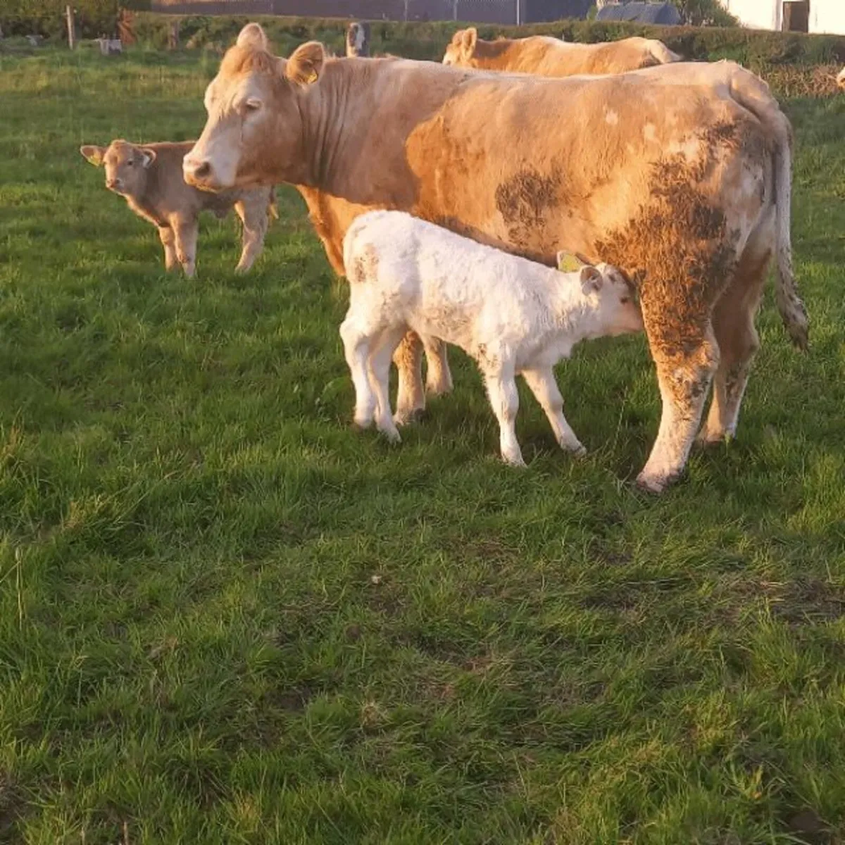 Cows and calves - Image 3