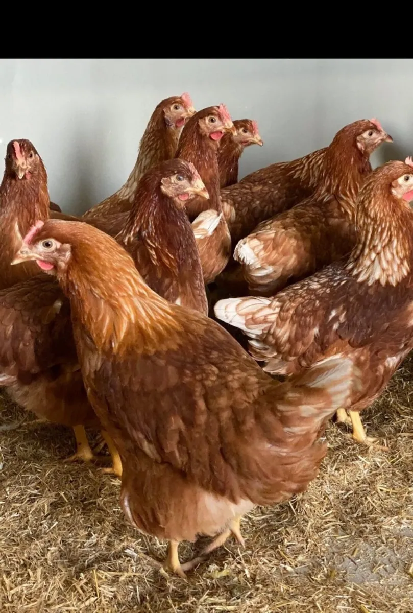 Point of lay pullets - Image 1