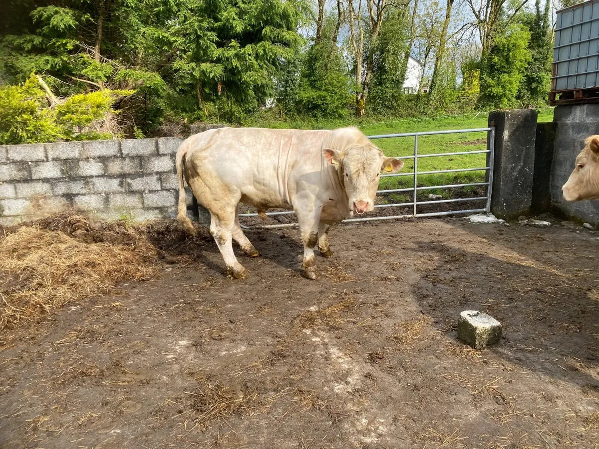 PBR Charolais Bull - Image 3