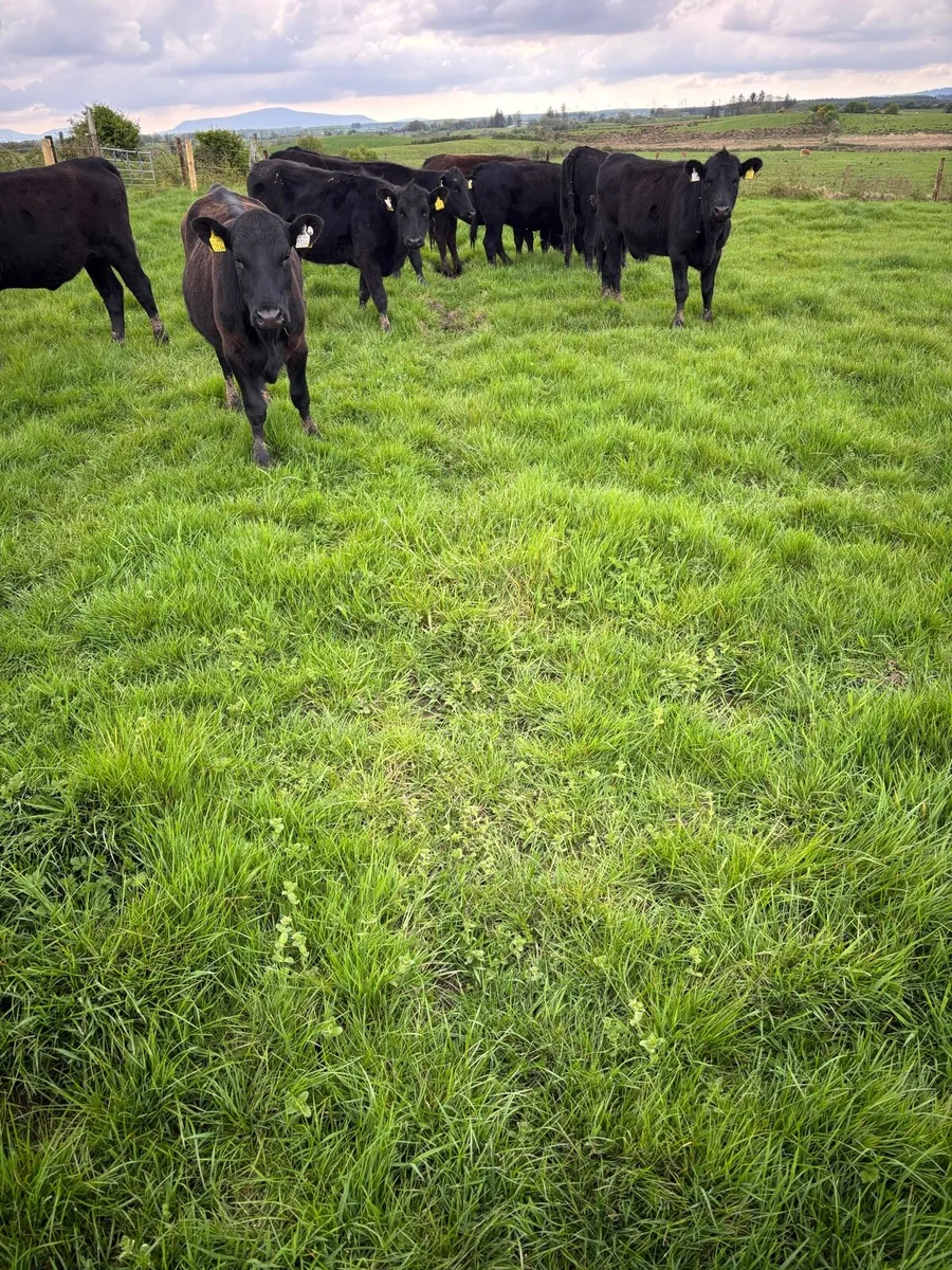AA Yearlings - Image 2