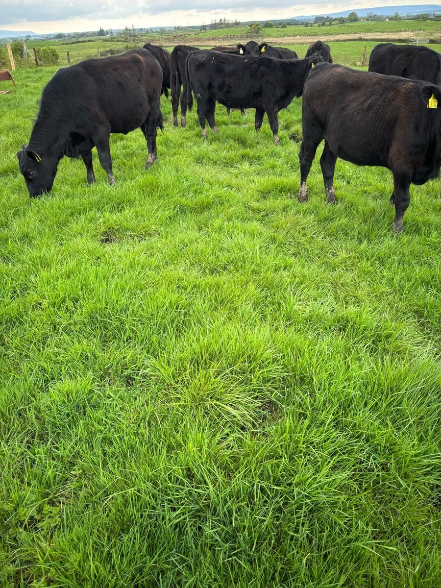 AA Yearlings - Image 1