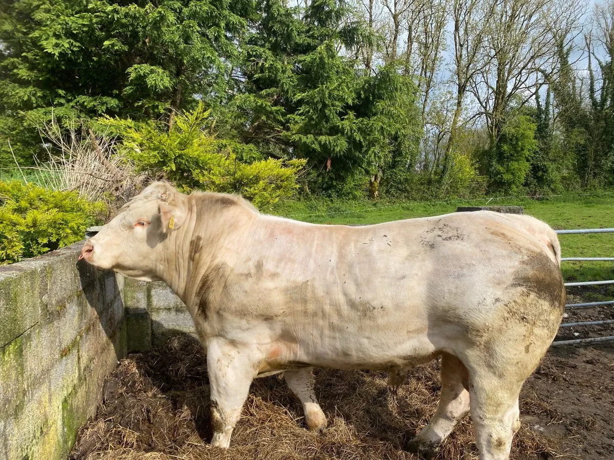 PBR Charolais Bull - Image 4