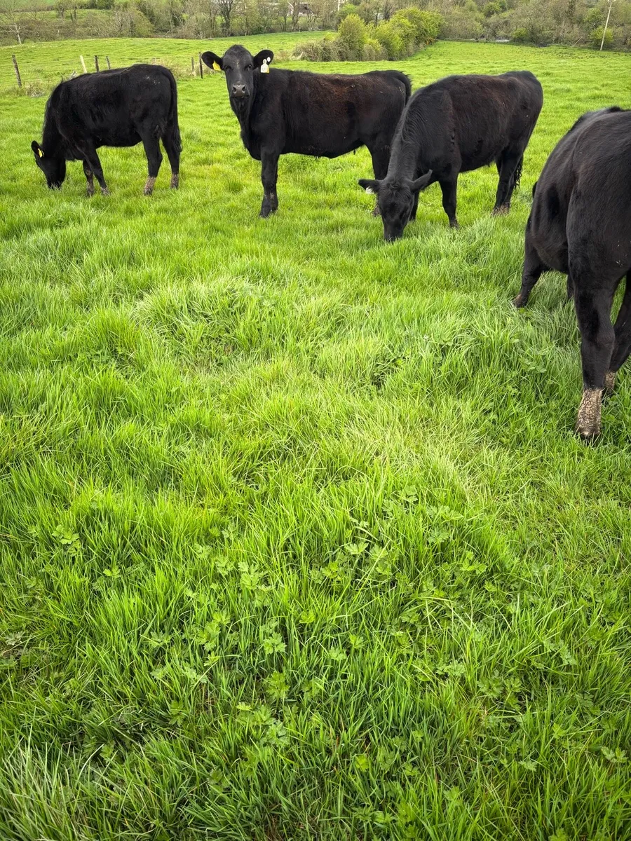 AA Yearlings - Image 4