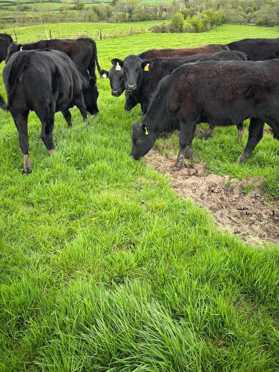 AA Yearlings - Image 3