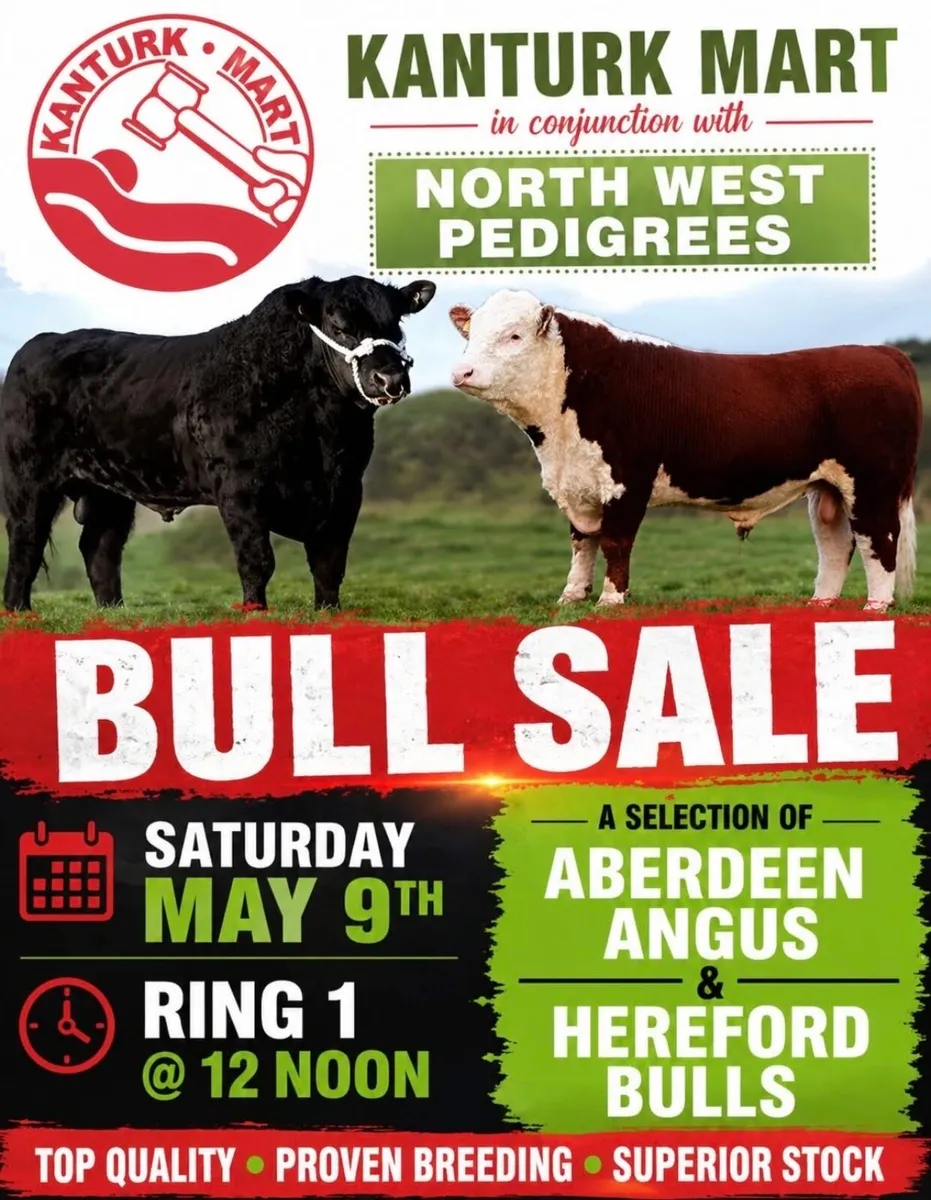 KANTURK PEDIGREE BULL SALE - Image 1