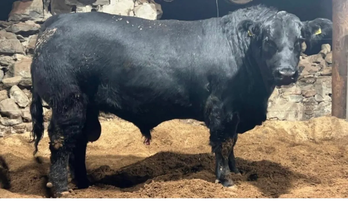 KANTURK PEDIGREE BULL SALE - Image 2
