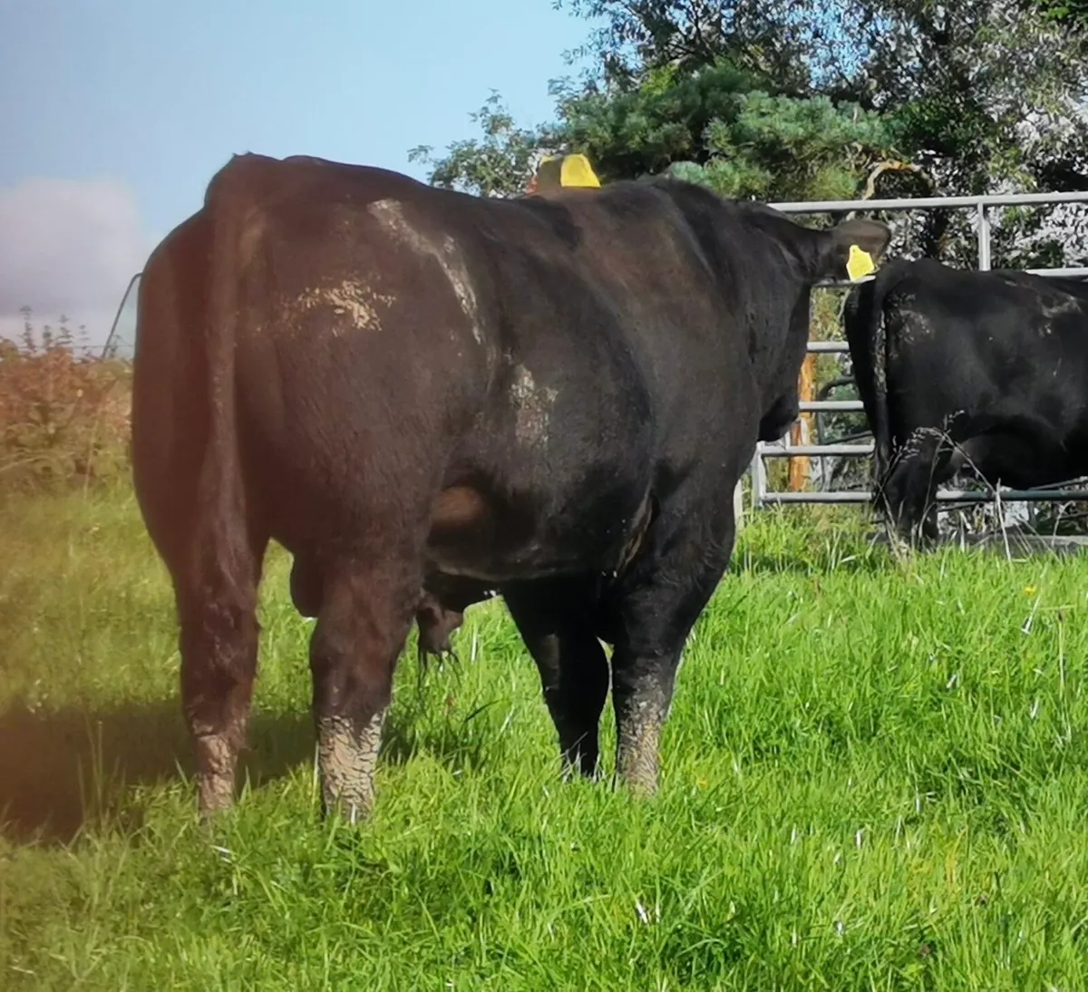 KANTURK PEDIGREE BULL SALE - Image 3