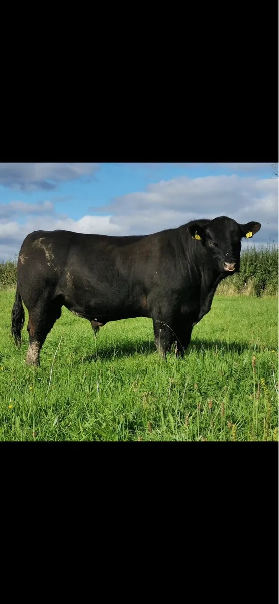 KANTURK PEDIGREE BULL SALE - Image 4