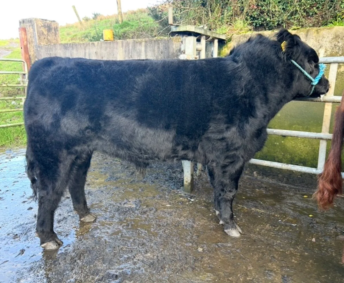 Angus bulls - Image 4