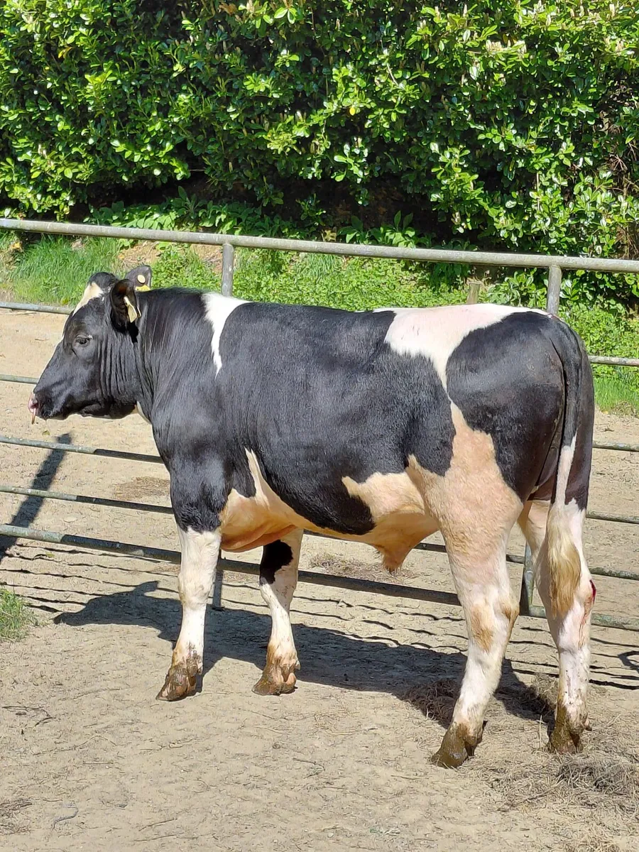 Bulls - Image 1