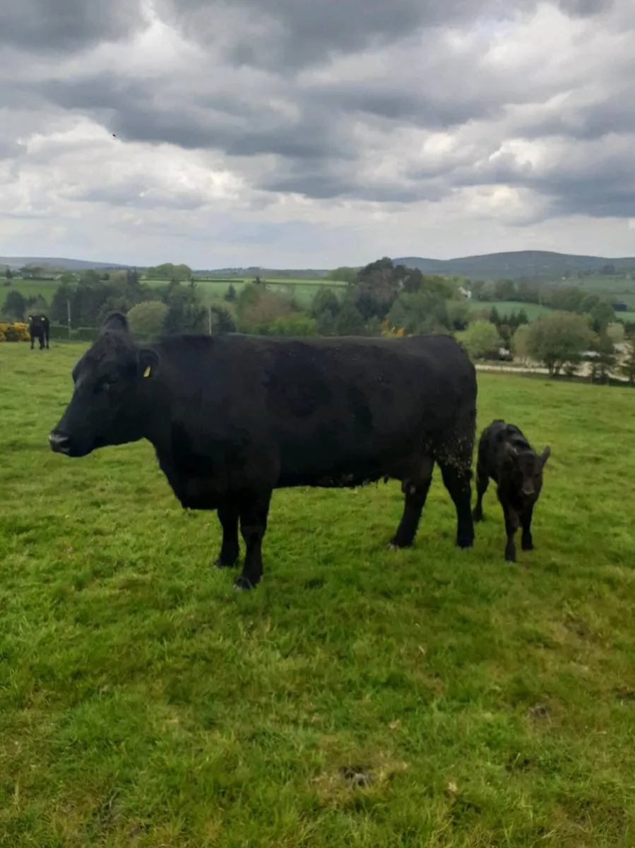 2 pedigree Aberdeen Angus cows with heifer calves - Image 1
