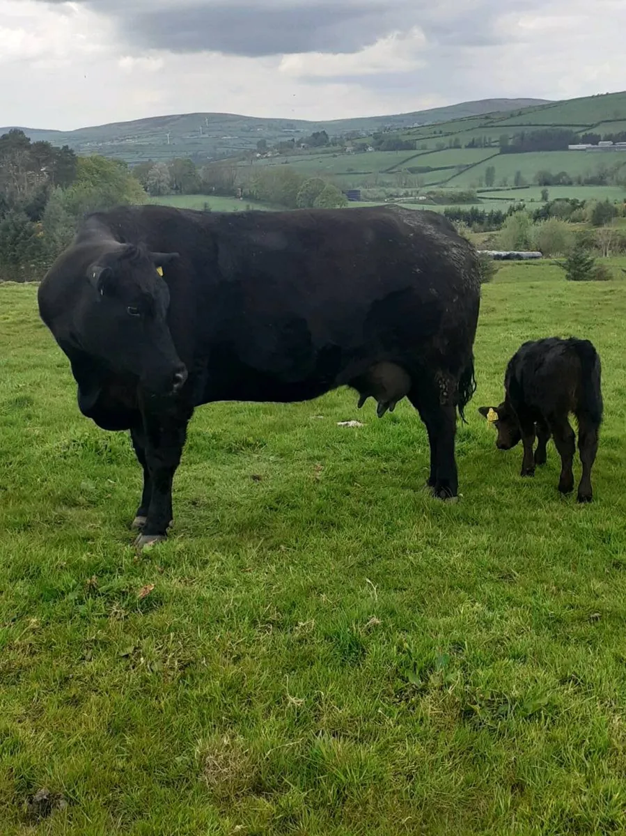 2 pedigree Aberdeen Angus cows with heifer calves - Image 2