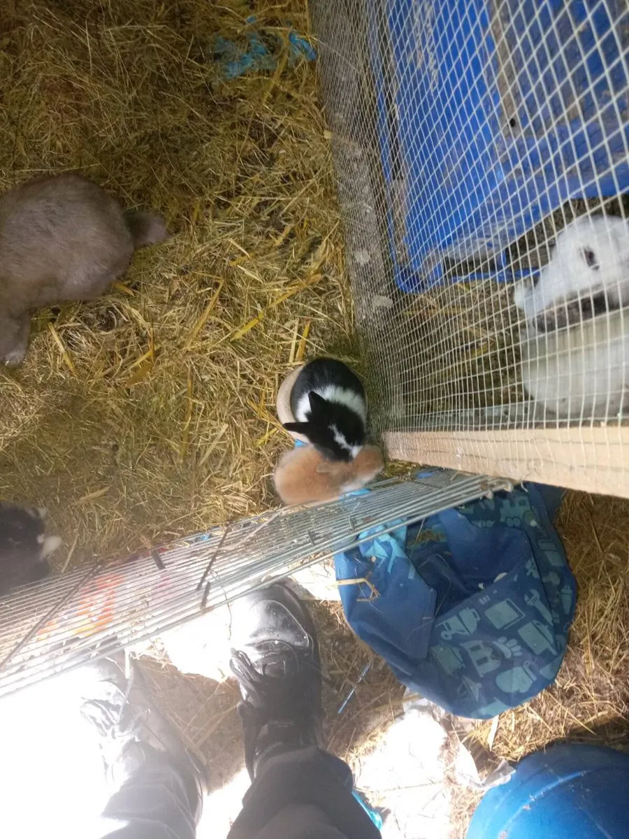 Rabbit - Image 2