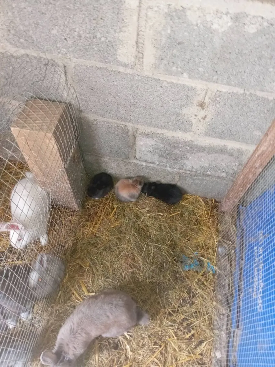 Rabbit - Image 3
