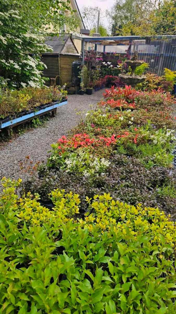 Azaleas and other Flowering Plants - Image 3