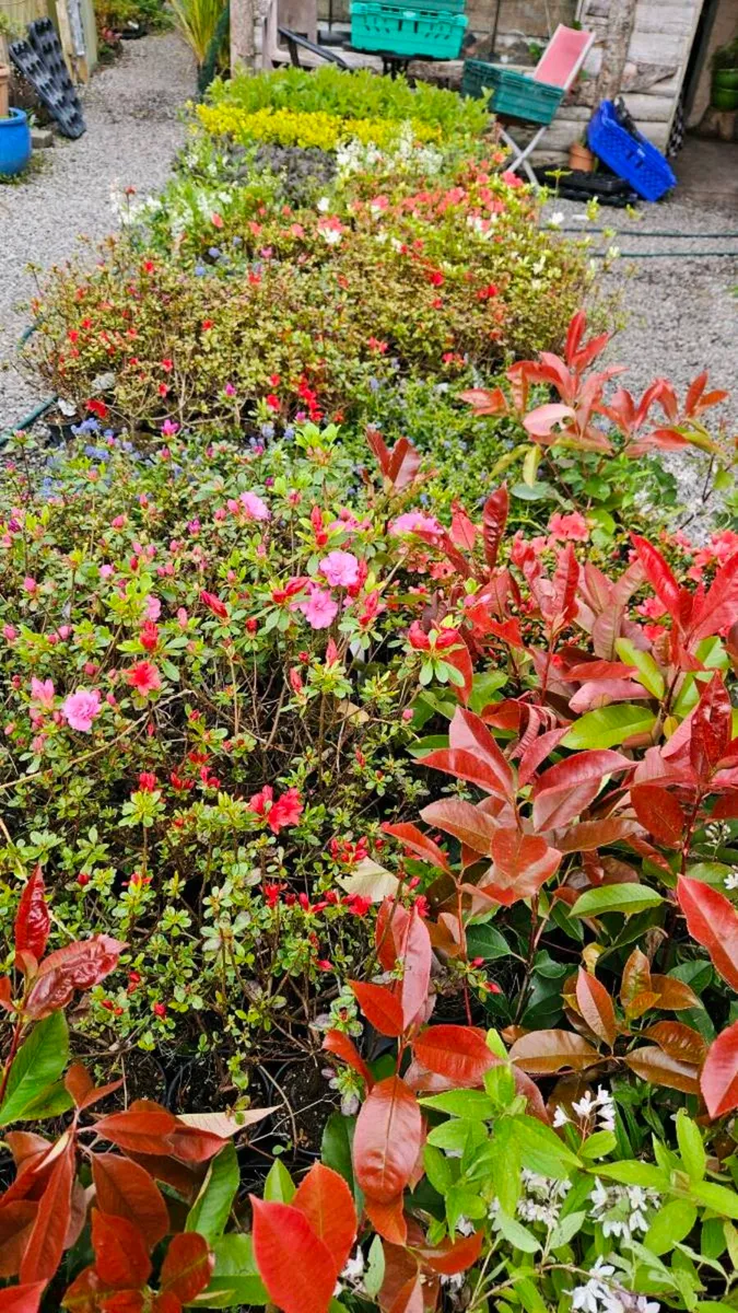 Azaleas and other Flowering Plants - Image 4