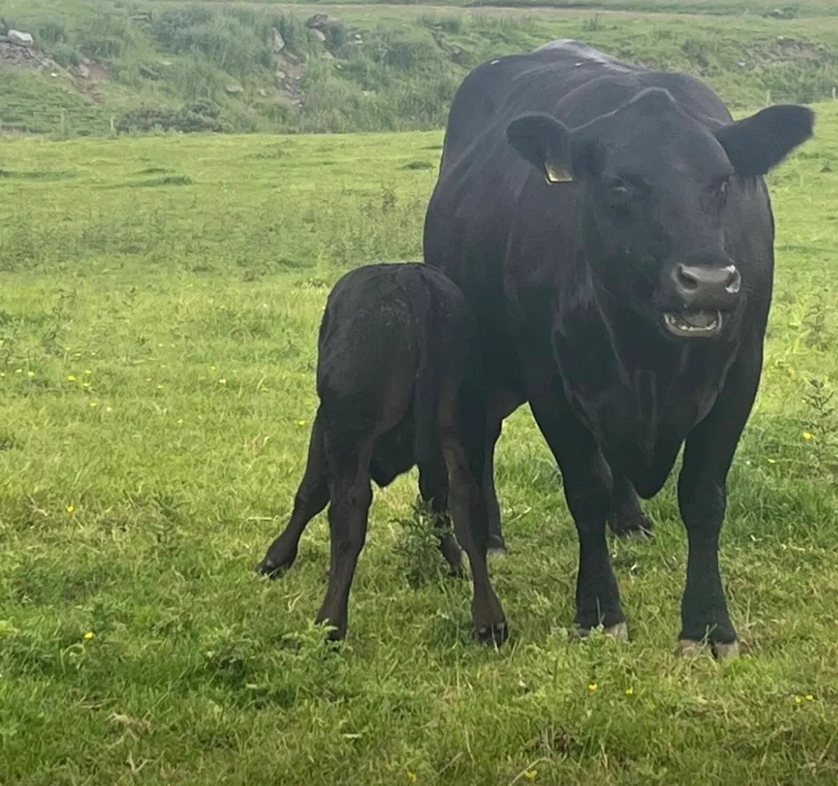 2 Ped non reg Angus cows 2 bull calves at foot - Image 1