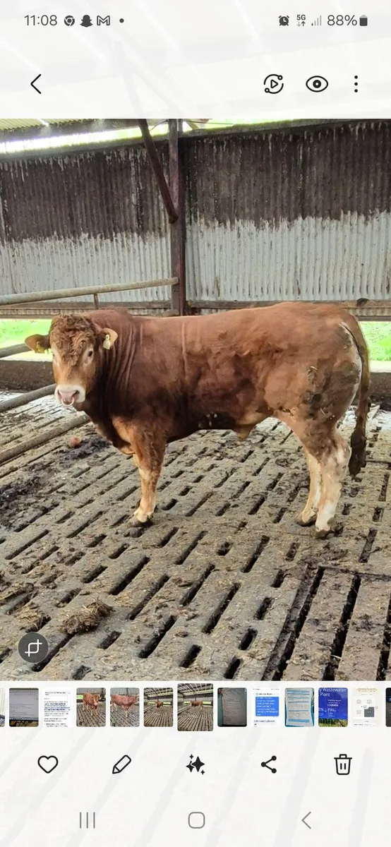 Bull - Image 1