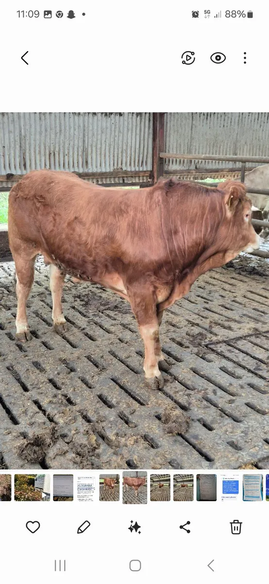 Bull - Image 2