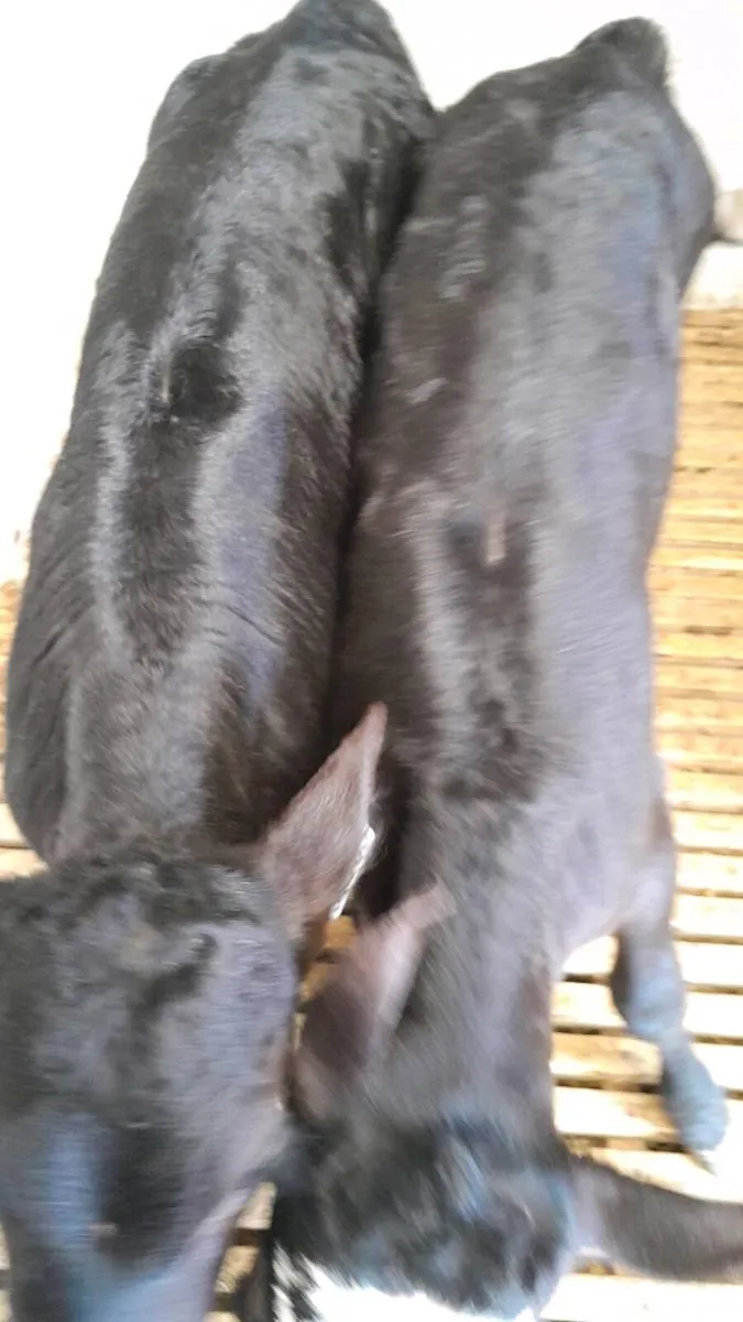 4 Good Quality AA Bull Calves - Image 1