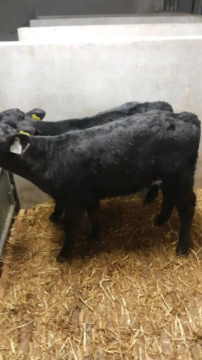 4 Good Quality AA Bull Calves - Image 2