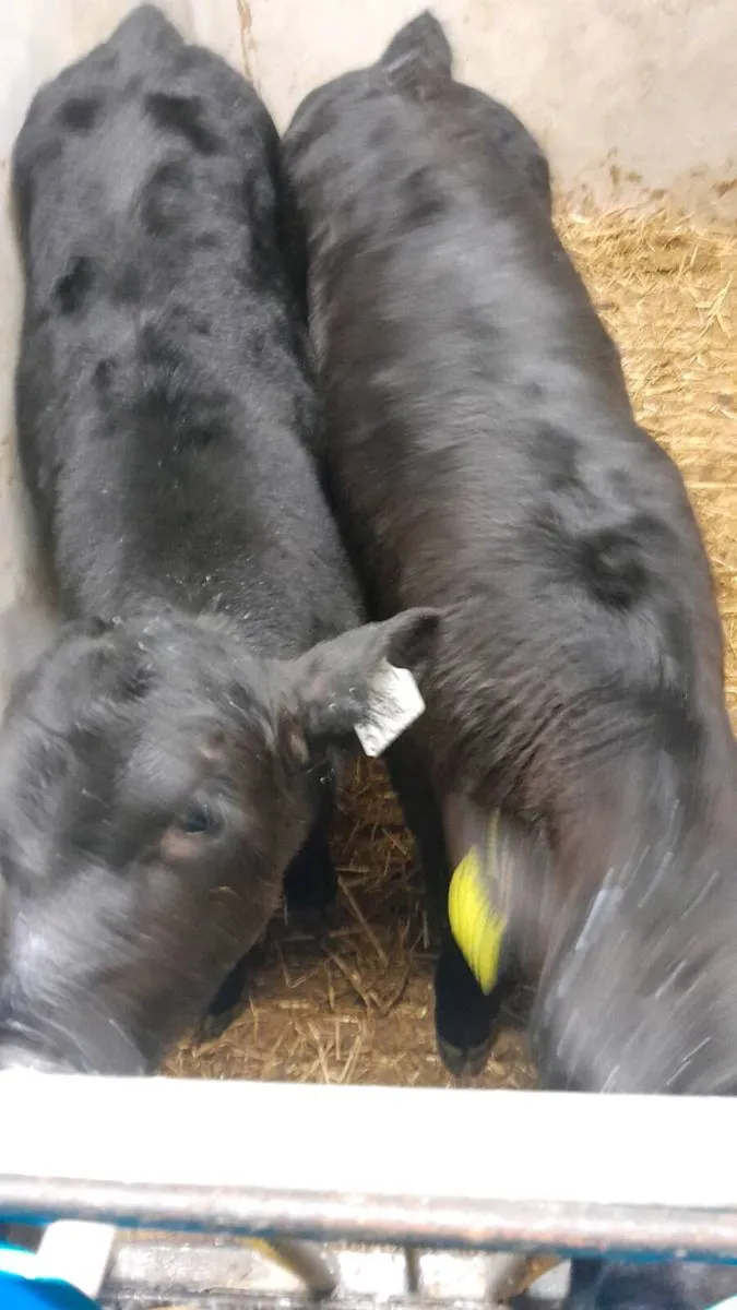 4 Good Quality AA Bull Calves - Image 3