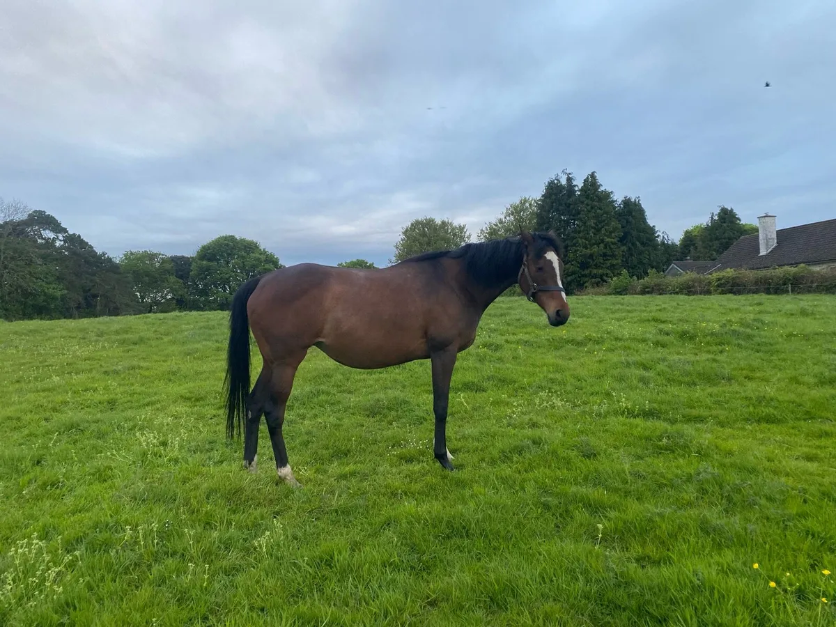 Thoroughbred Mare - In Foal - Image 2