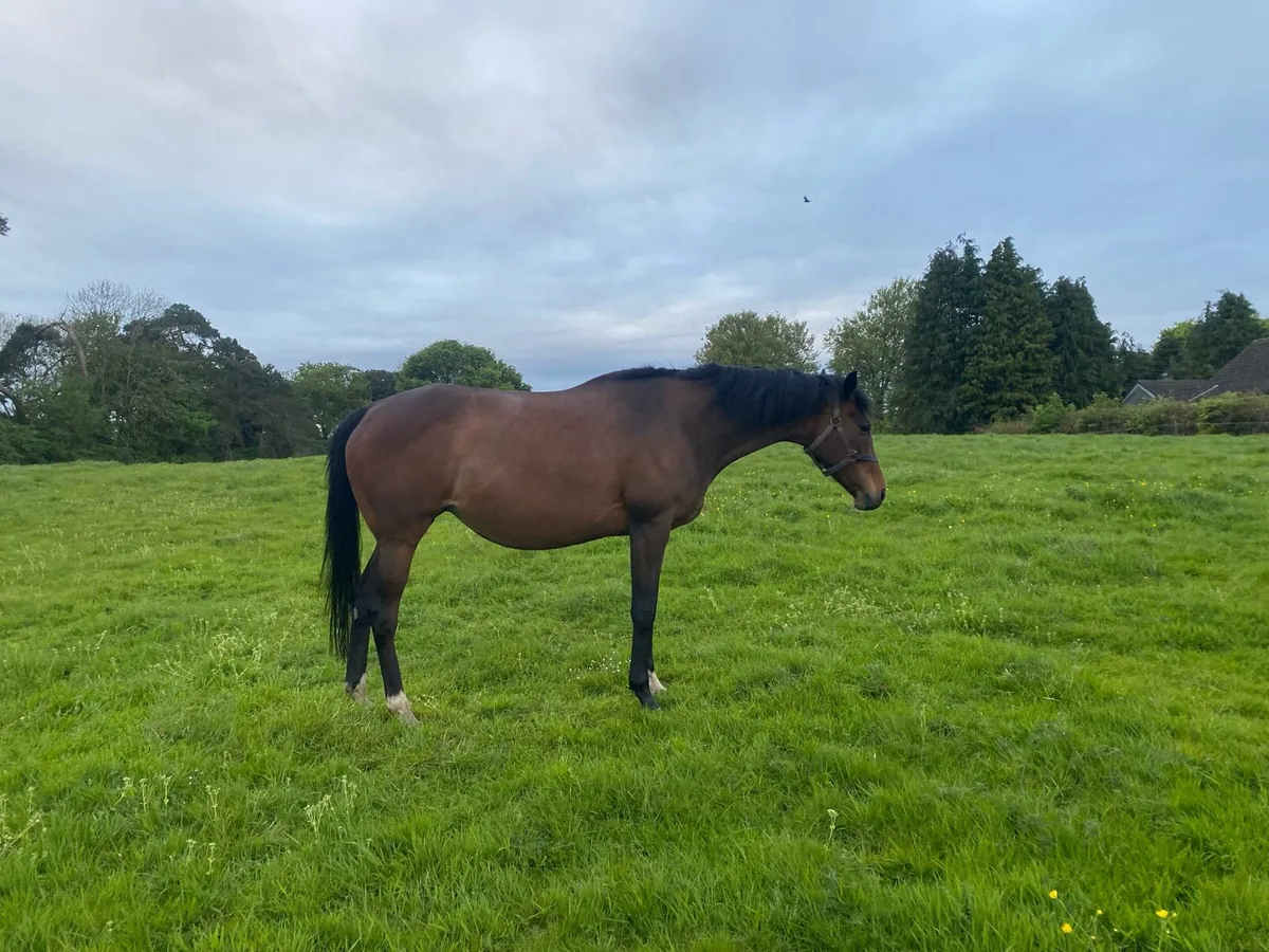 Thoroughbred Mare - In Foal - Image 3