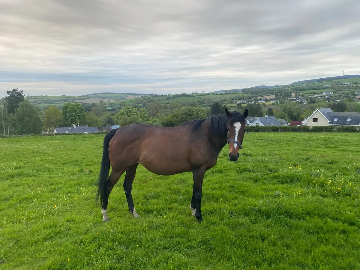 Thoroughbred Mare - In Foal - Image 1