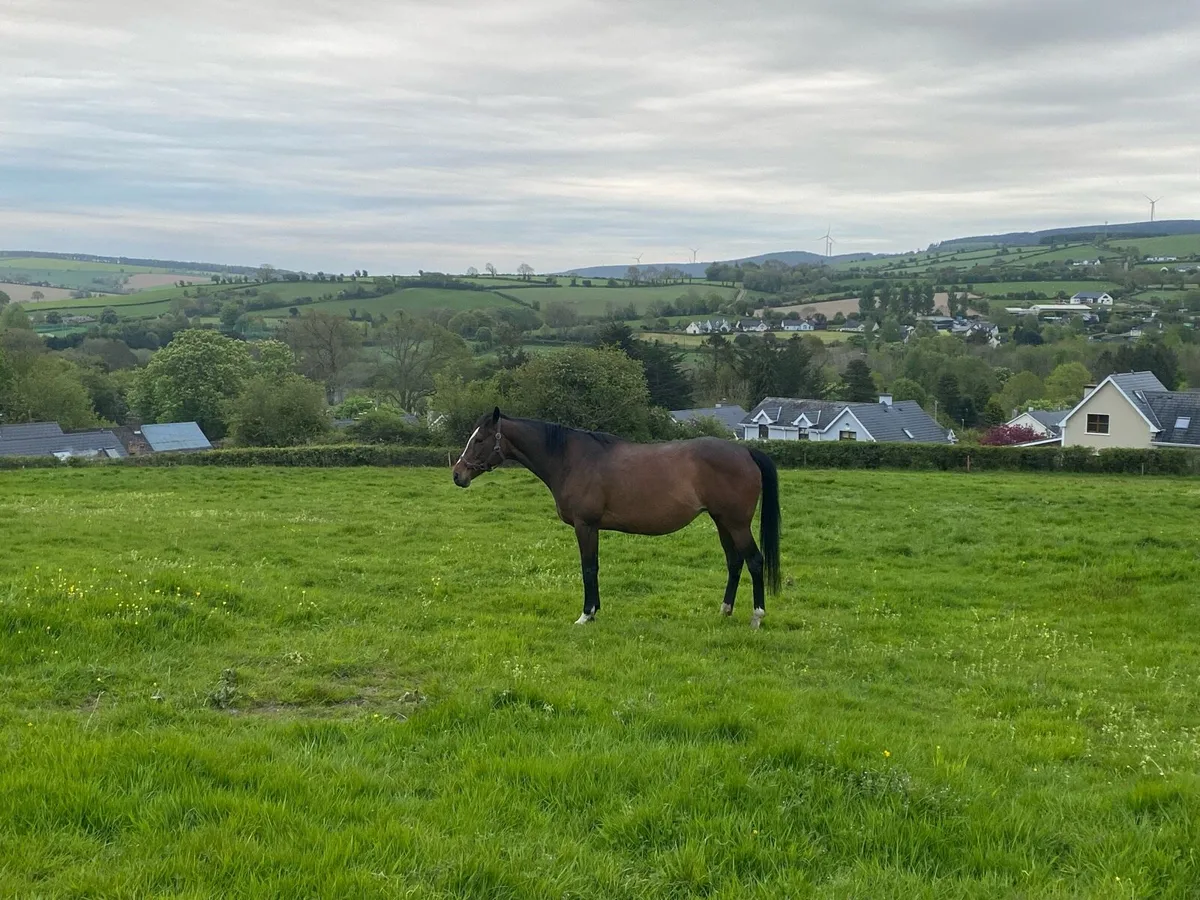 Thoroughbred Mare - In Foal - Image 4