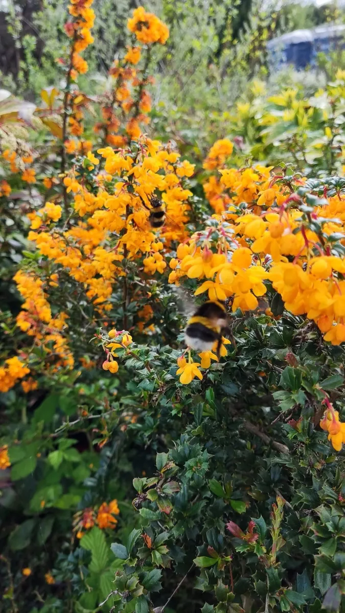 Berberis Darwinii Hedge 3L 1ft 5 euro - Image 1
