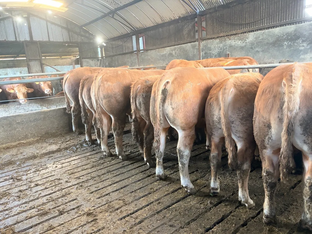 Limousin Bulls - Image 2