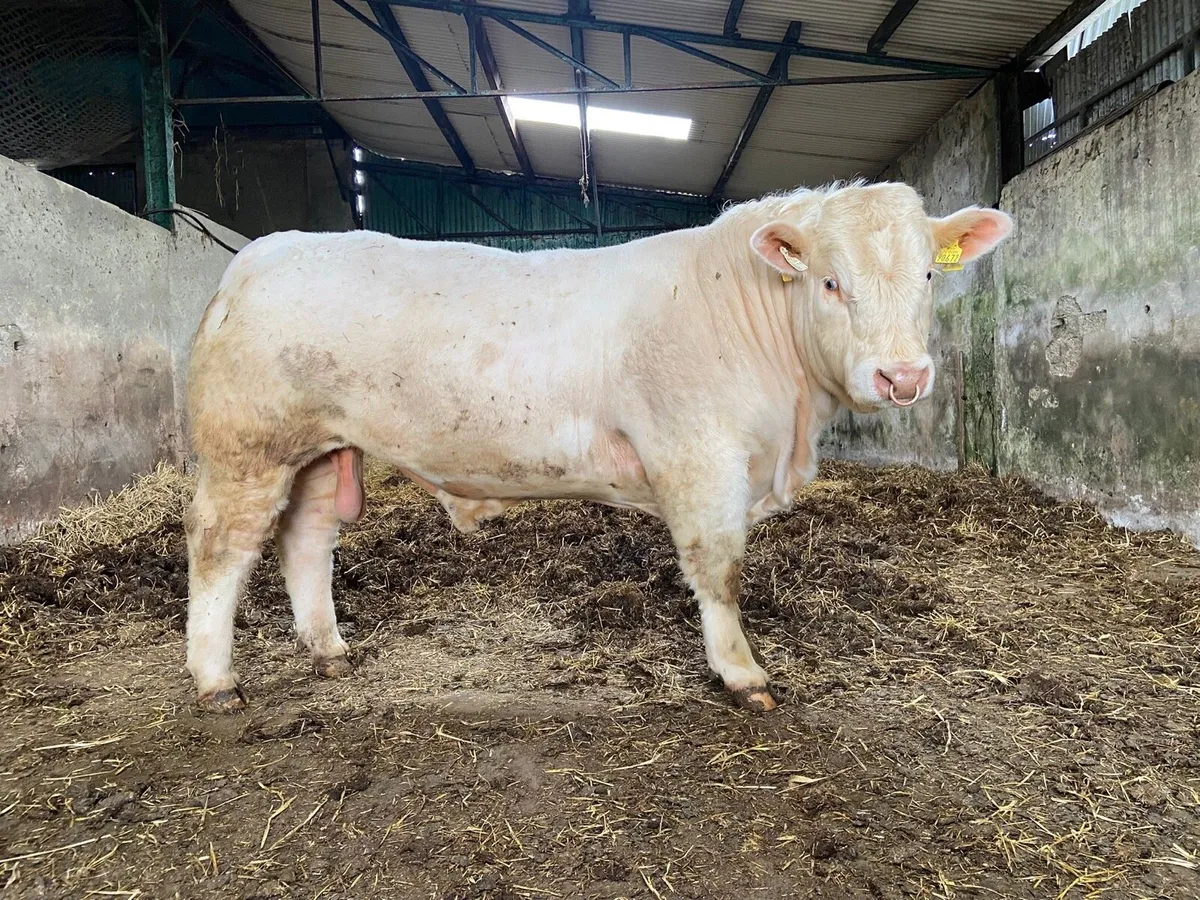 PBR Charolais Bull - Image 1